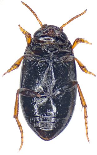 Hydroporus longulus